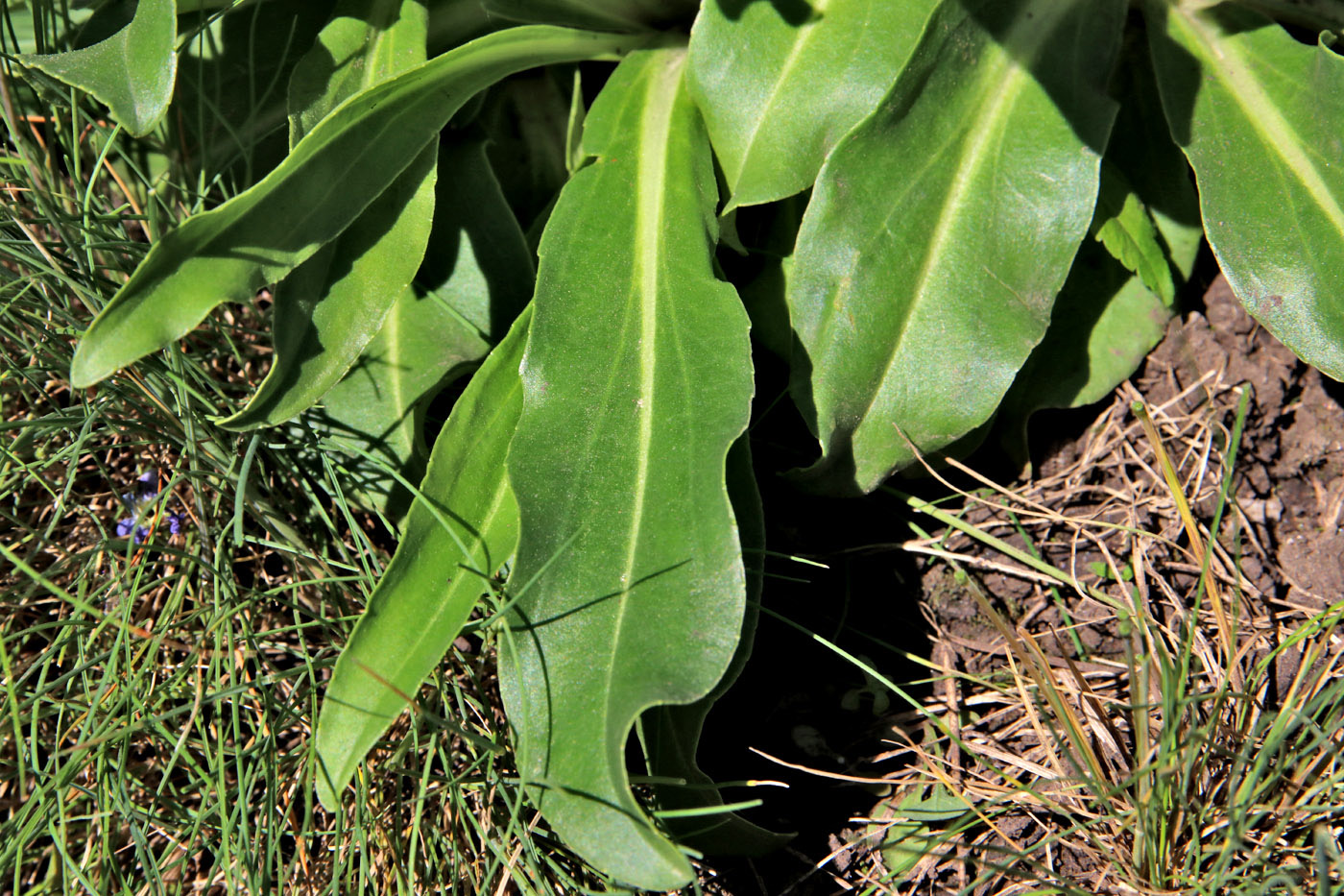 Изображение особи Veronica gentianoides.