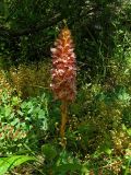 Orobanche callieri