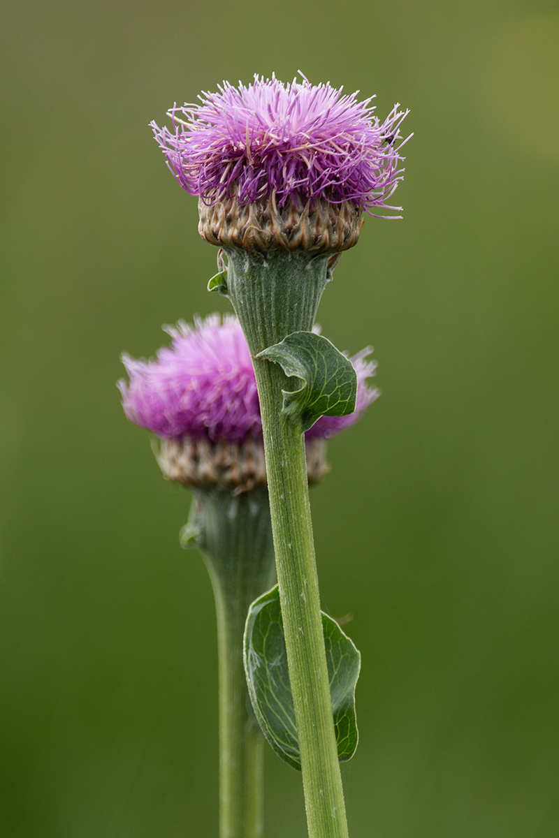 Изображение особи Stemmacantha serratuloides.