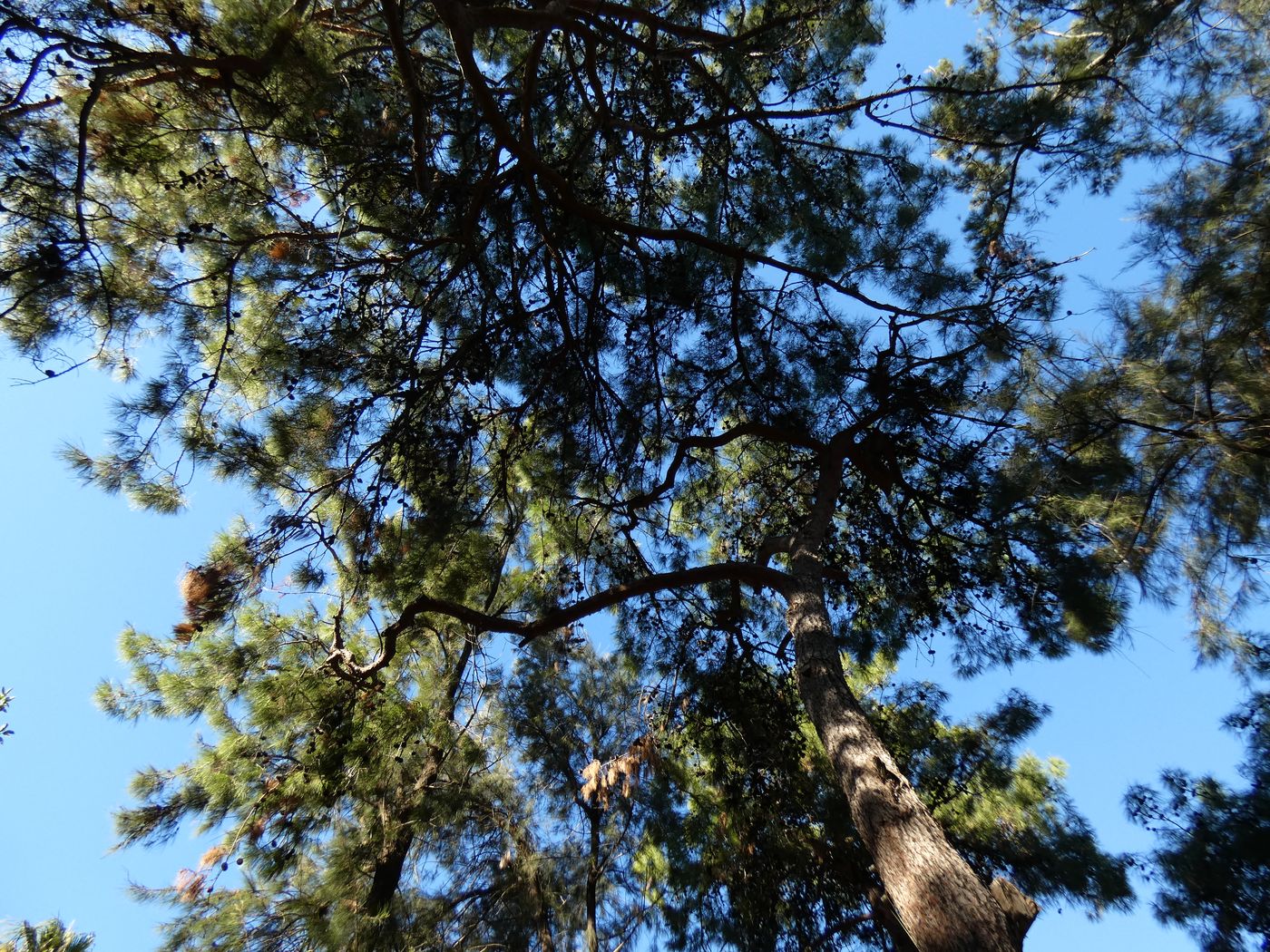 Image of Pinus brutia specimen.
