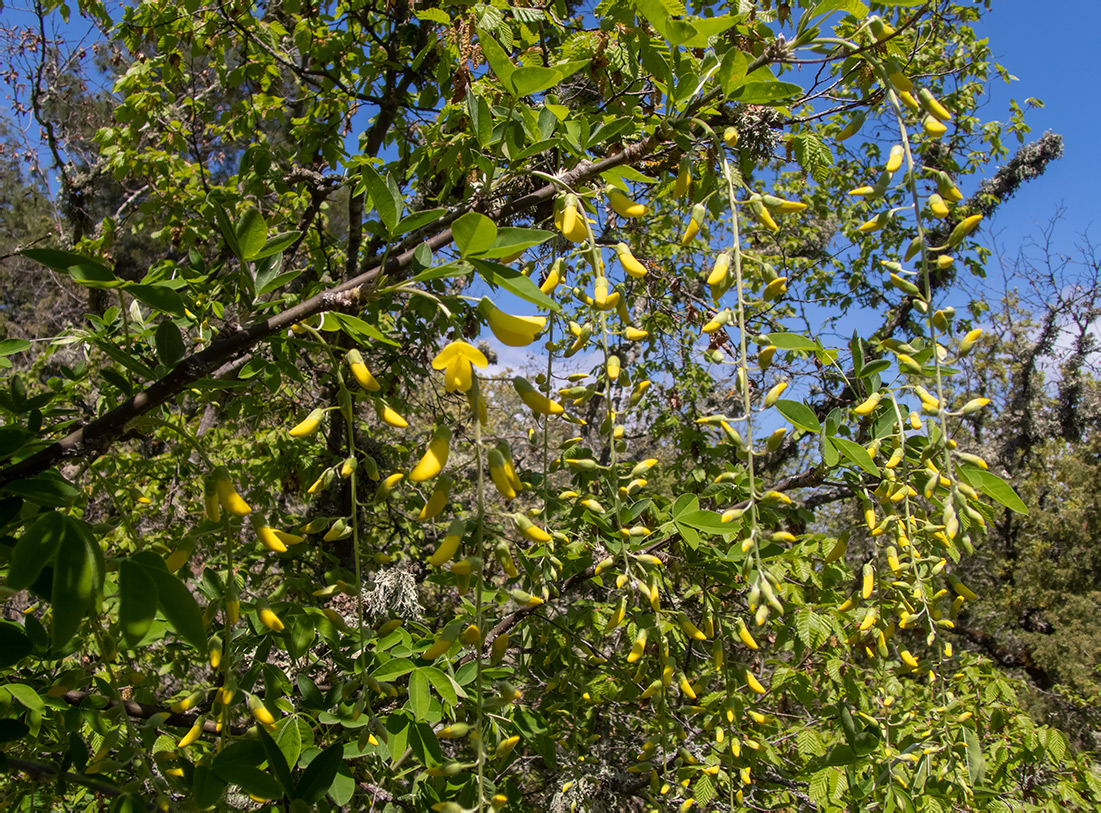 Image of Laburnum anagyroides specimen.