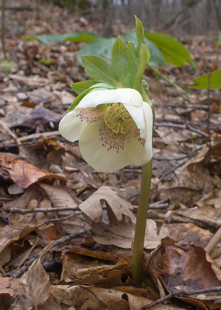 Изображение особи Helleborus caucasicus.