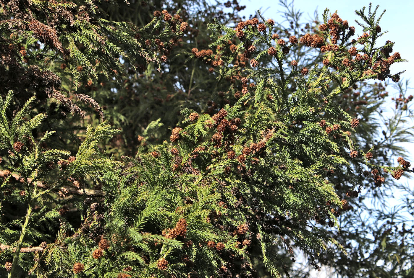 Изображение особи Cryptomeria japonica.