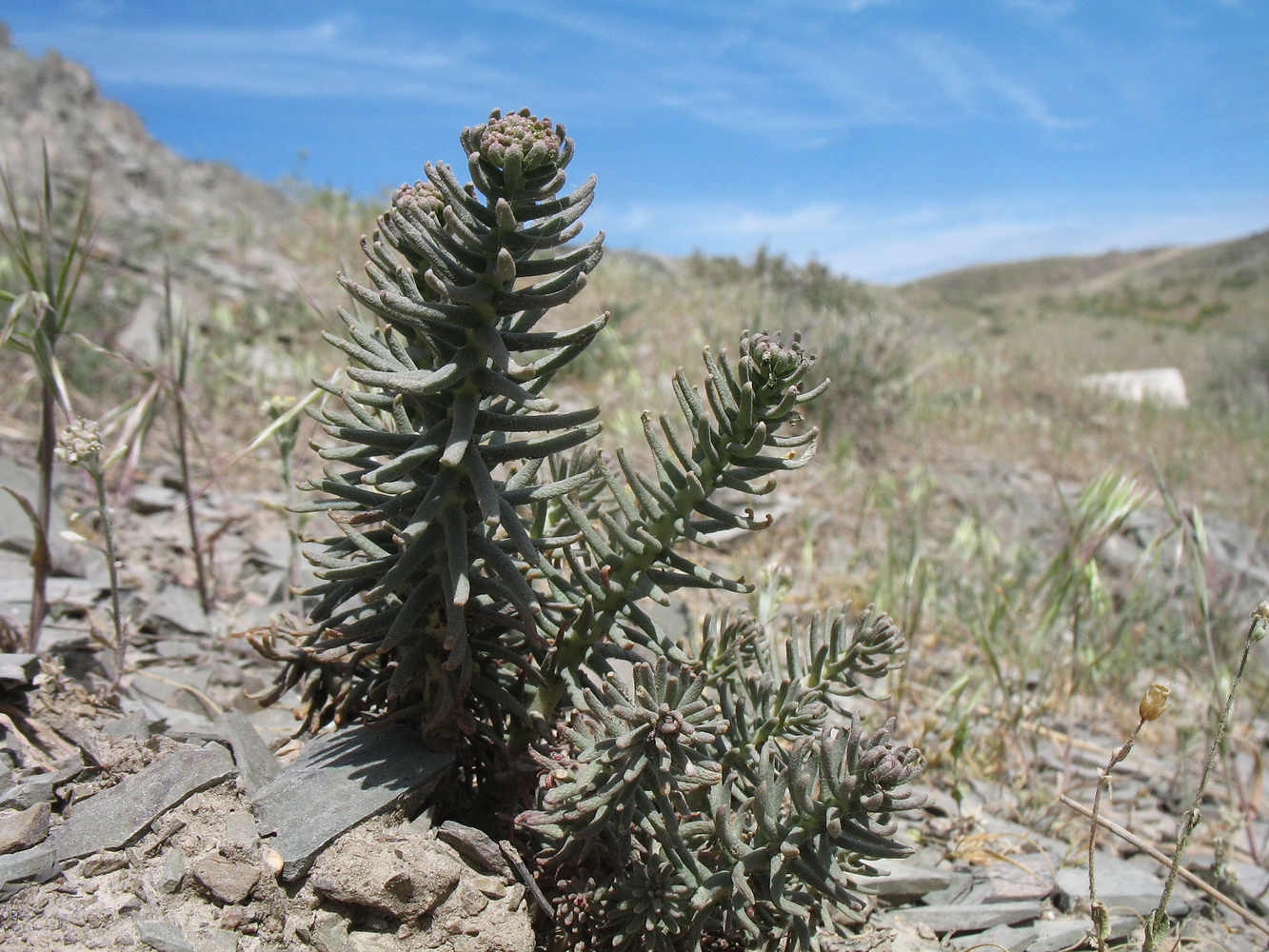 Image of Pseudosedum karatavicum specimen.