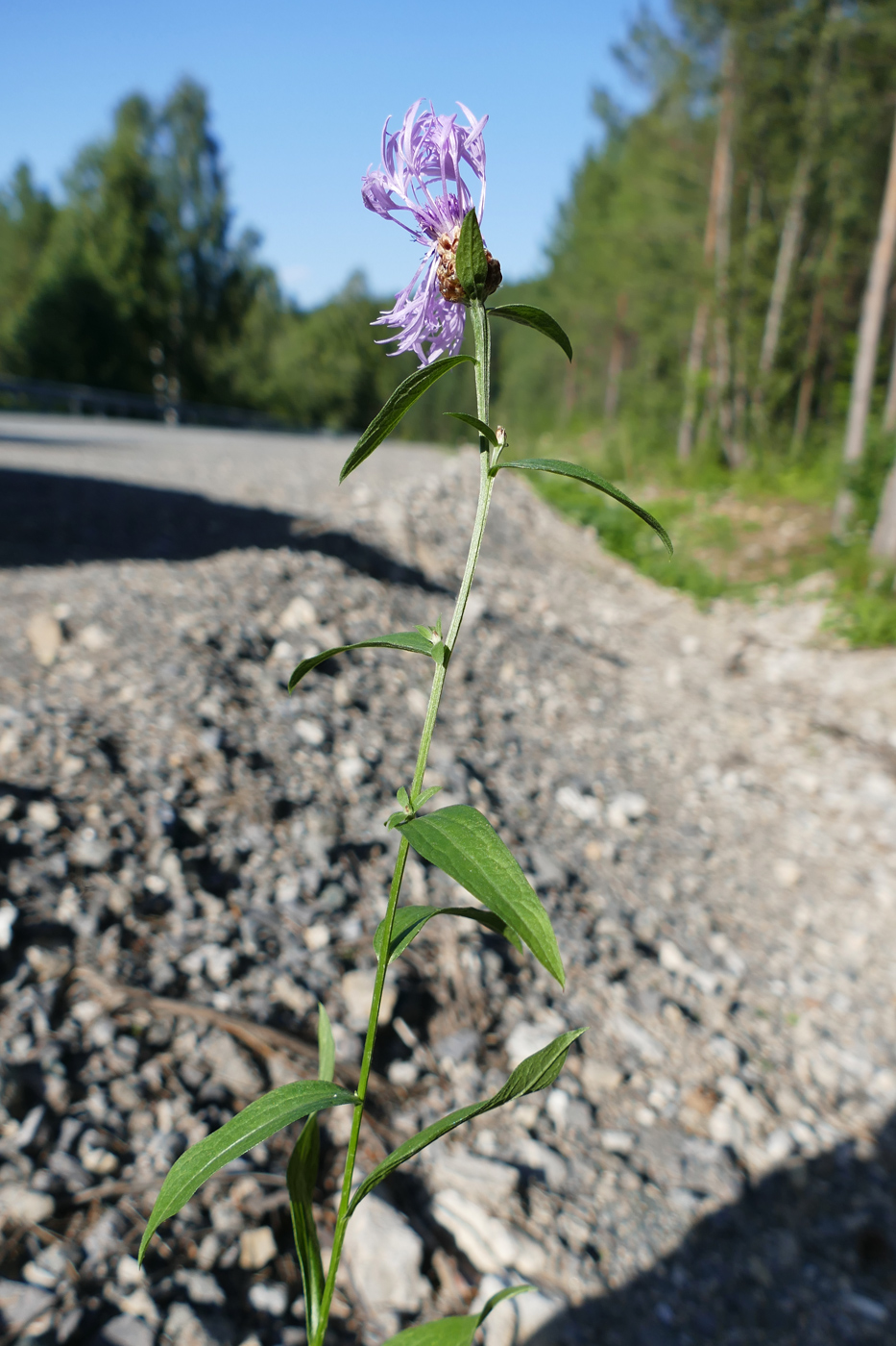 Изображение особи Centaurea jacea.