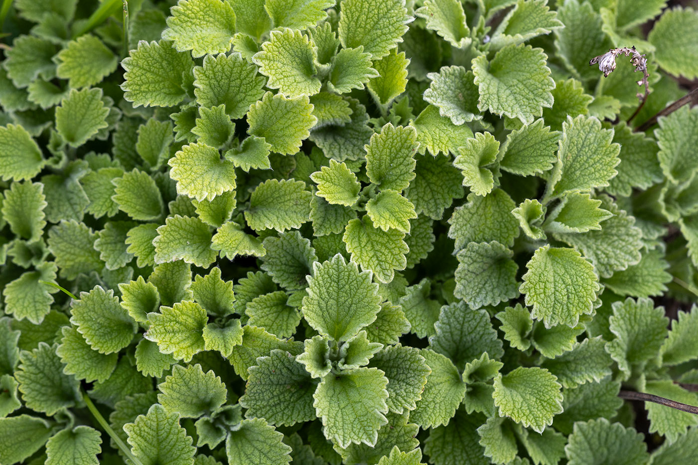 Image of familia Lamiaceae specimen.