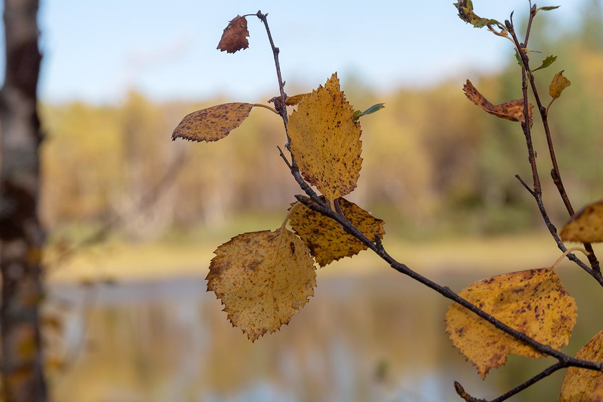 Image of Betula czerepanovii specimen.