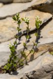 семейство Caryophyllaceae