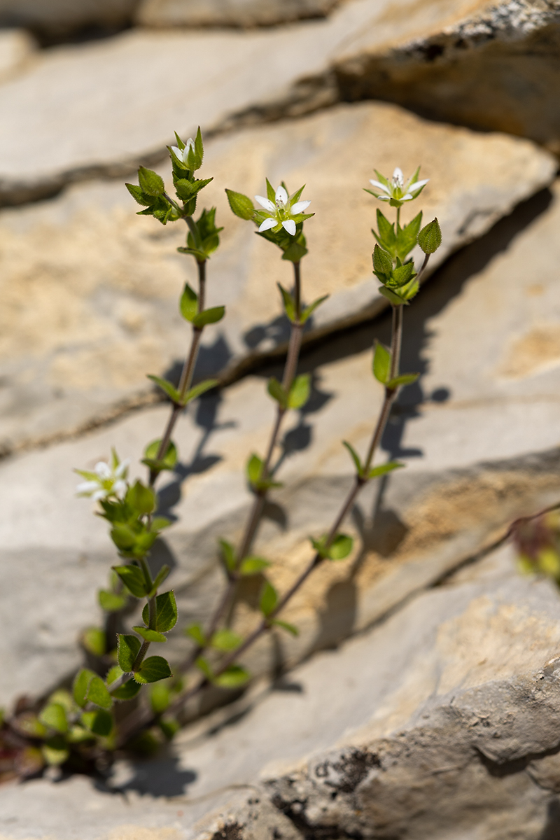Изображение особи Arenaria serpyllifolia.