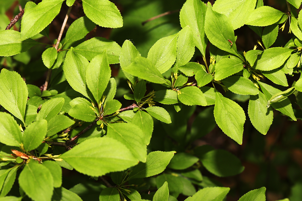 Изображение особи Rhamnus diamantiaca.