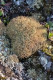 род Cladonia