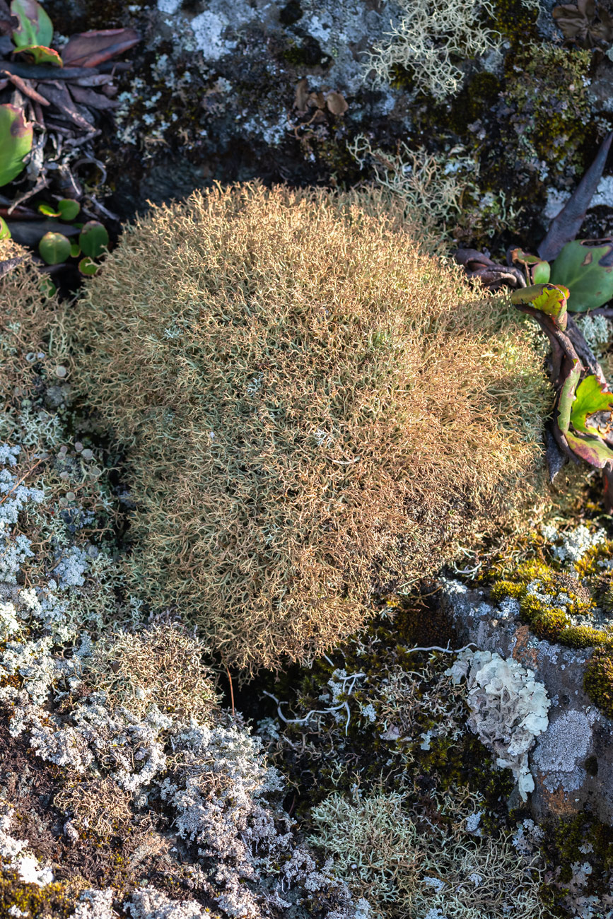 Изображение особи род Cladonia.