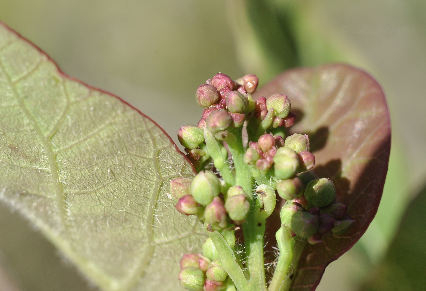 Image of Cotinus coggygria specimen.