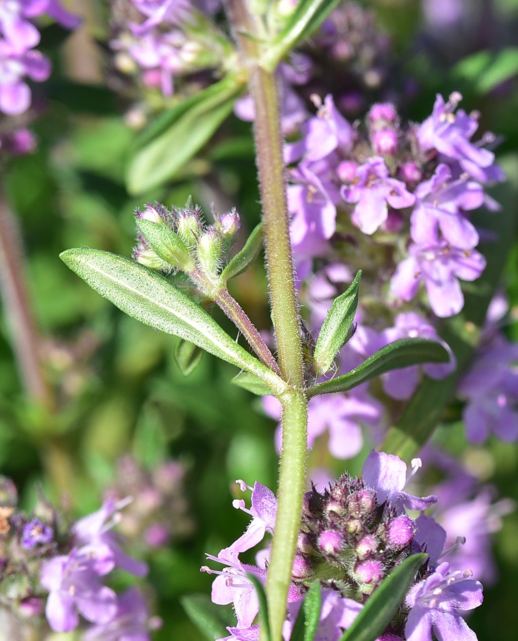 Image of genus Thymus specimen.