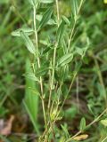 genus Helianthemum