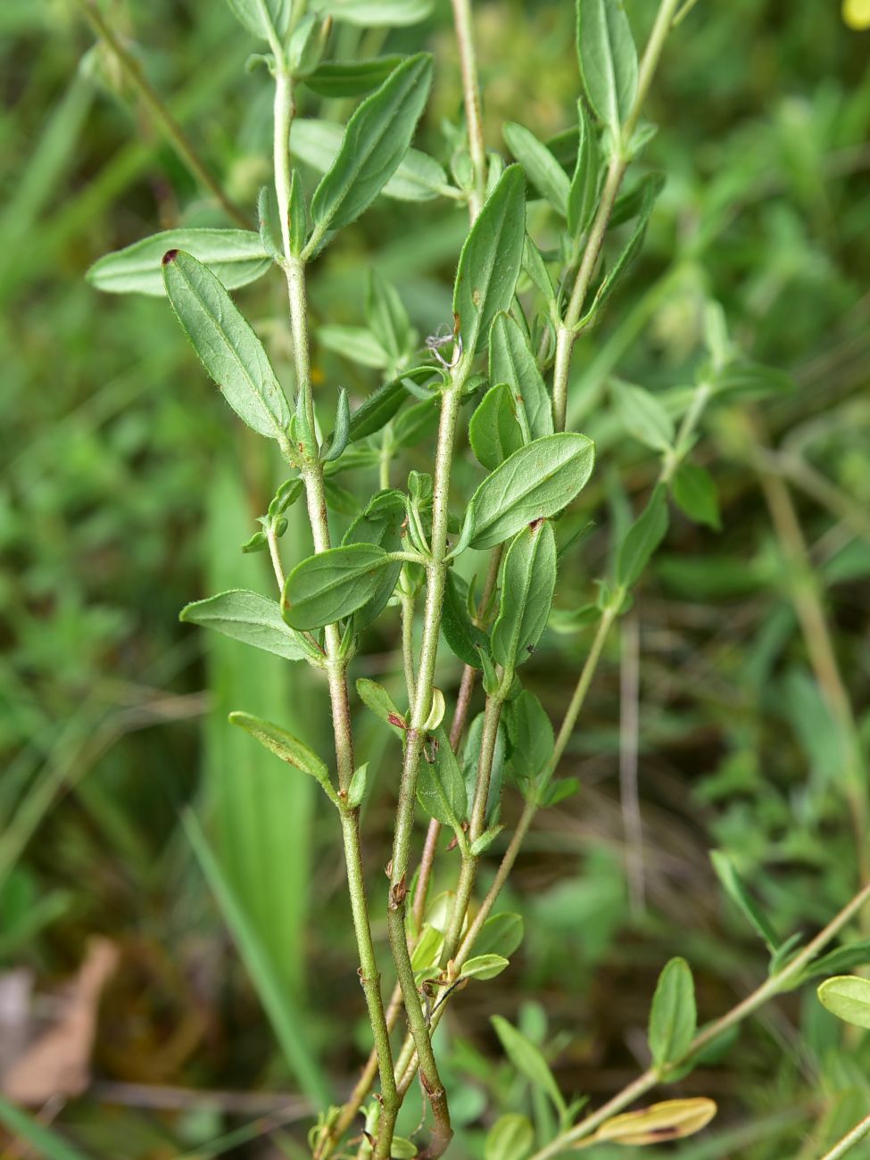 Image of genus Helianthemum specimen.