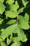 Lonicera edulis