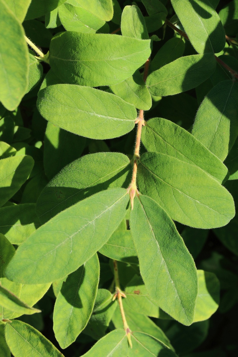 Изображение особи Lonicera edulis.