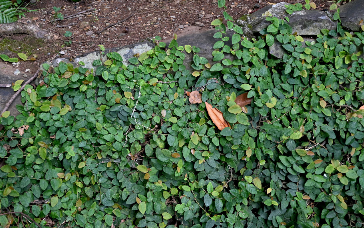 Изображение особи Ficus pumila.