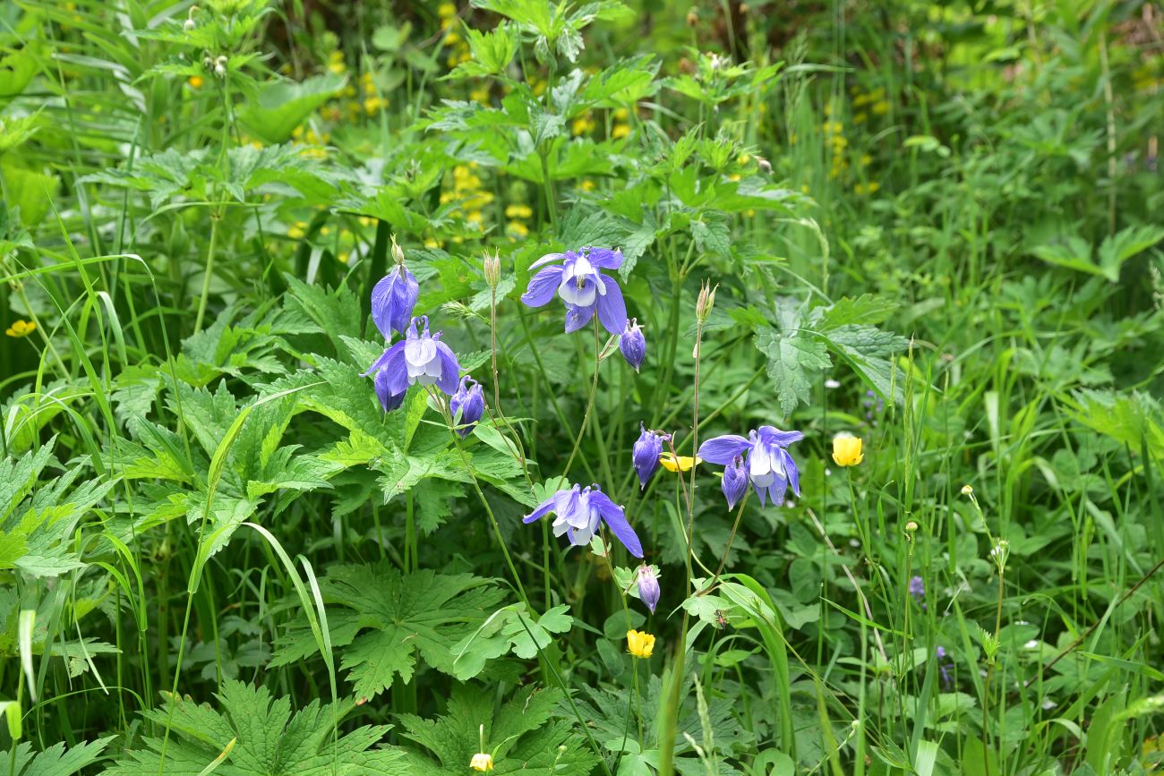 Изображение особи Aquilegia olympica.