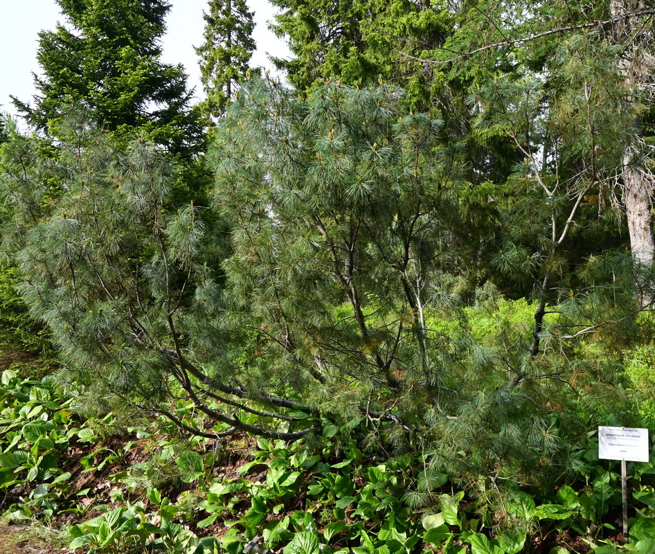 Image of Pinus pumila specimen.