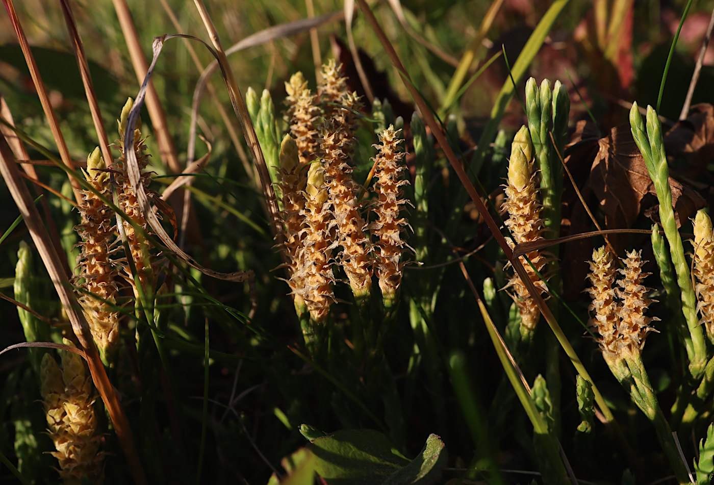 Image of Diphasiastrum alpinum specimen.