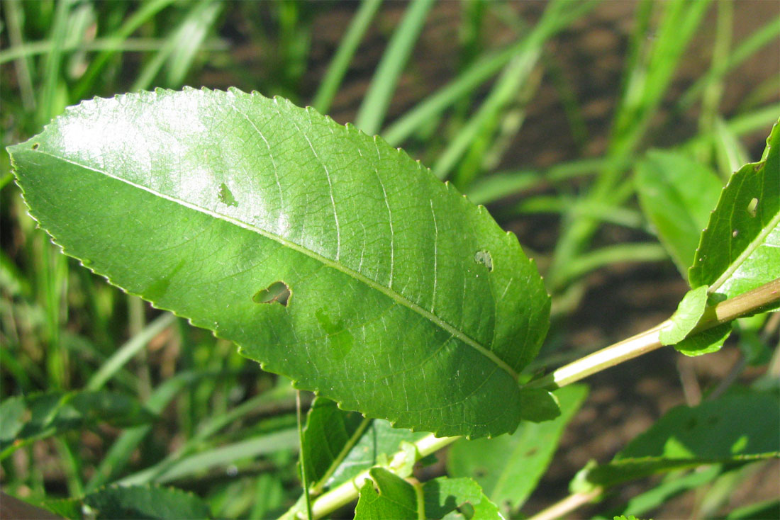 Изображение особи Salix &times; schumanniana.