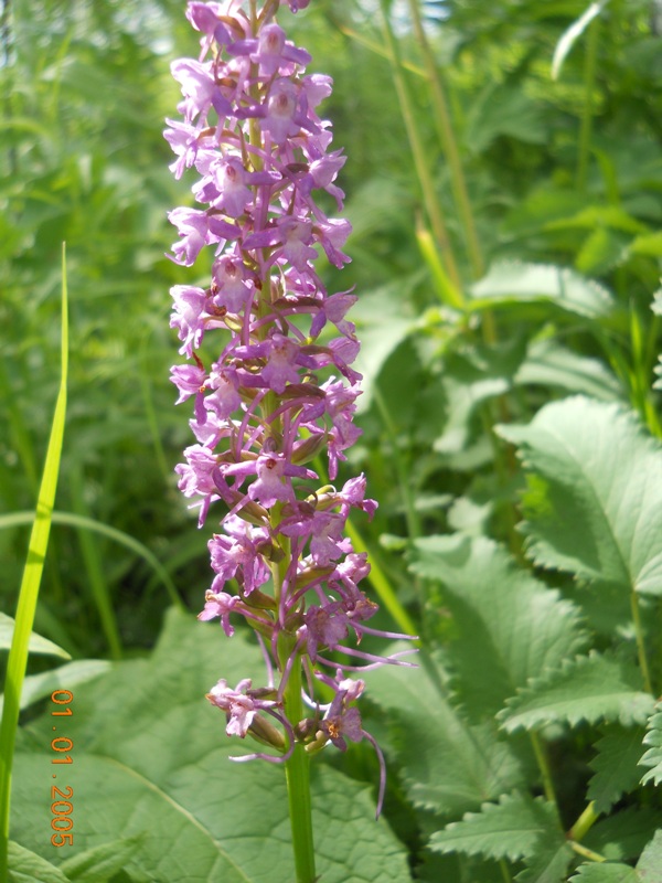 Изображение особи Gymnadenia conopsea.