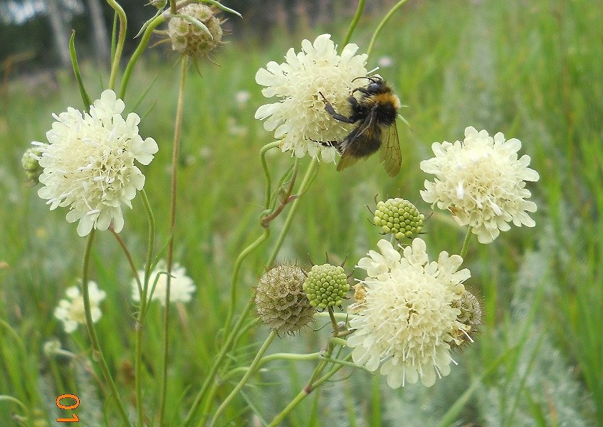 Image of Scabiosa ochroleuca specimen.