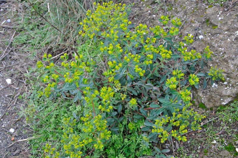 Image of genus Euphorbia specimen.