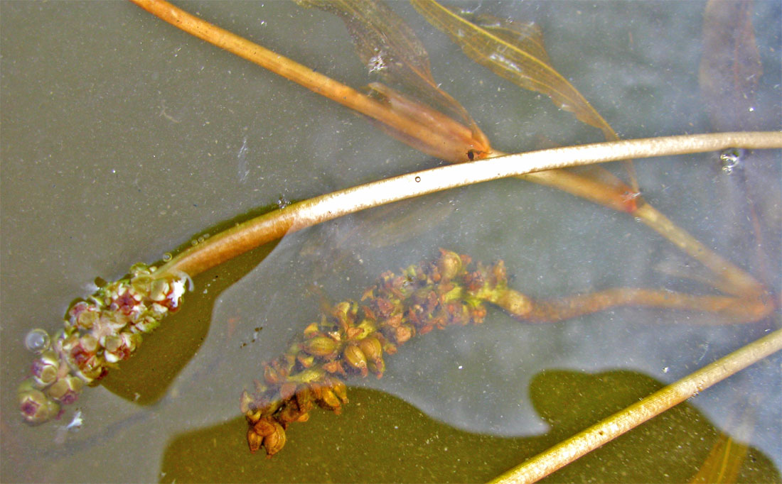 Изображение особи Potamogeton alpinus.