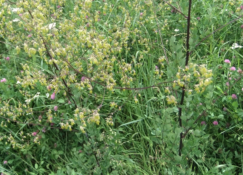 Image of Thalictrum minus specimen.