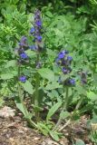 Ajuga genevensis