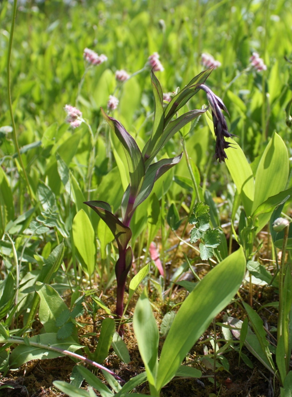 Image of Epipactis atrorubens specimen.