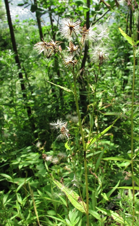 Image of Lactuca sibirica specimen.