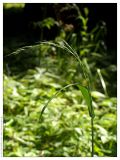 Festuca gigantea. Верхушка стебля с распускающимся соцветием. Республика Татарстан, Волжско-Камский заповедник, 14.07.2005.