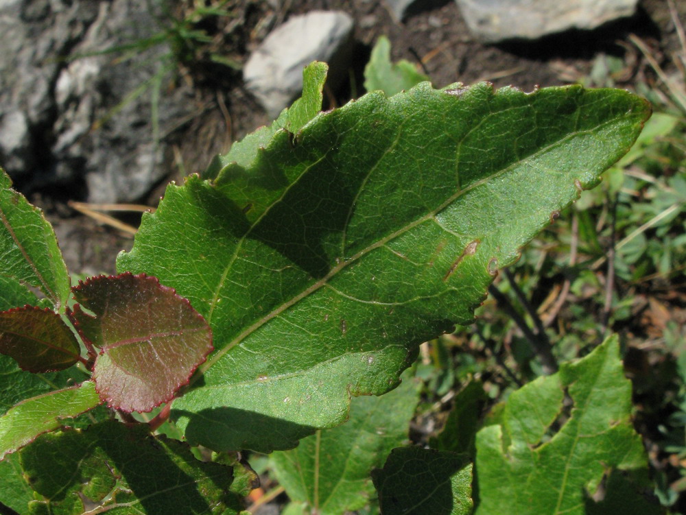Image of genus Populus specimen.