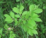 Salix × ludificans