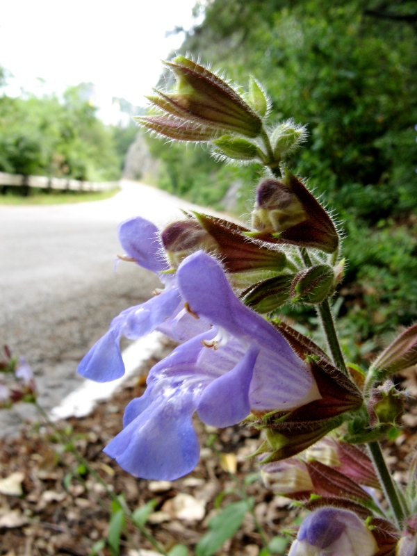 Изображение особи Salvia tomentosa.