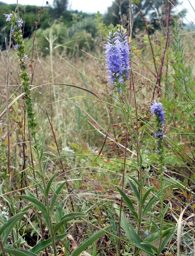 Image of Veronica spuria specimen.