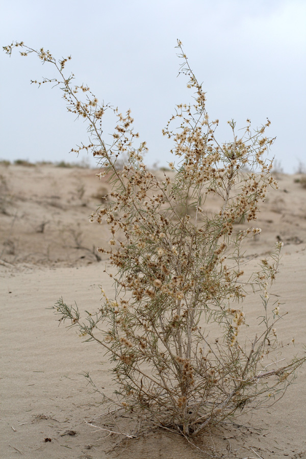 Изображение особи Salsola richteri.