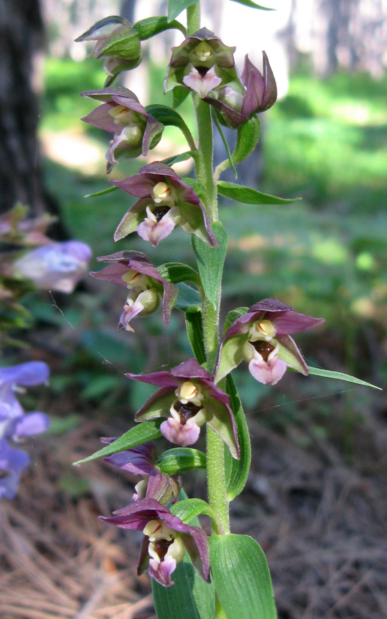 Image of Epipactis distans specimen.