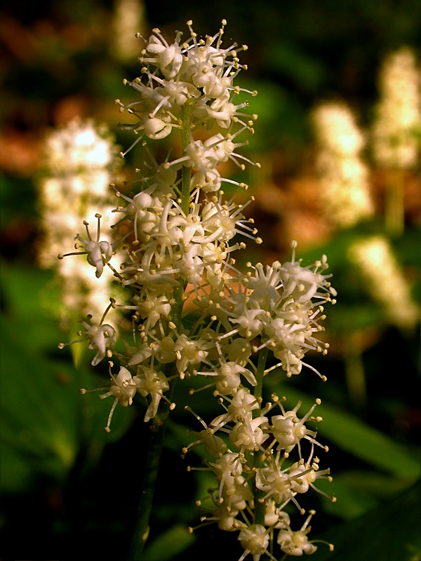 Изображение особи Maianthemum bifolium.