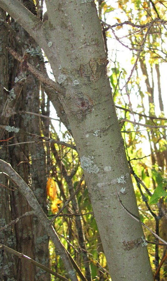 Image of Salix borealis specimen.