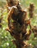 Pedicularis flava. Верхняя часть соплодия. Читинская обл., Даурский заповедник, хр. Адун-Челон. 21.07.2011.