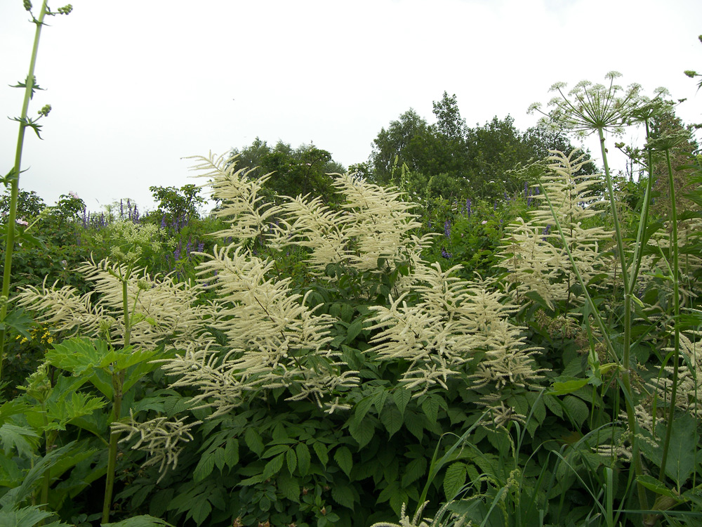 Image of Aruncus dioicus specimen.