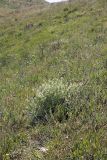 Astragalus pseudomacropterus