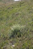 Astragalus pseudomacropterus. Цветущее растение. Южный Казахстан, Верхний Боролдай, ущ. Карасай, южный гребень, высота 1400 м н.у.м. 05.07.2011.