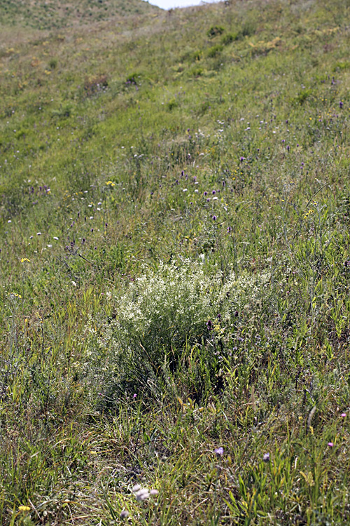 Изображение особи Astragalus pseudomacropterus.