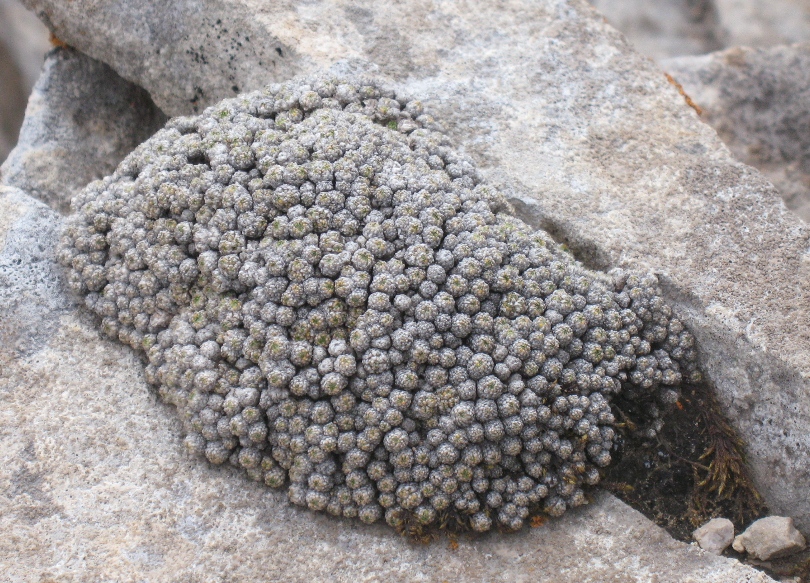 Image of Androsace barbulata specimen.